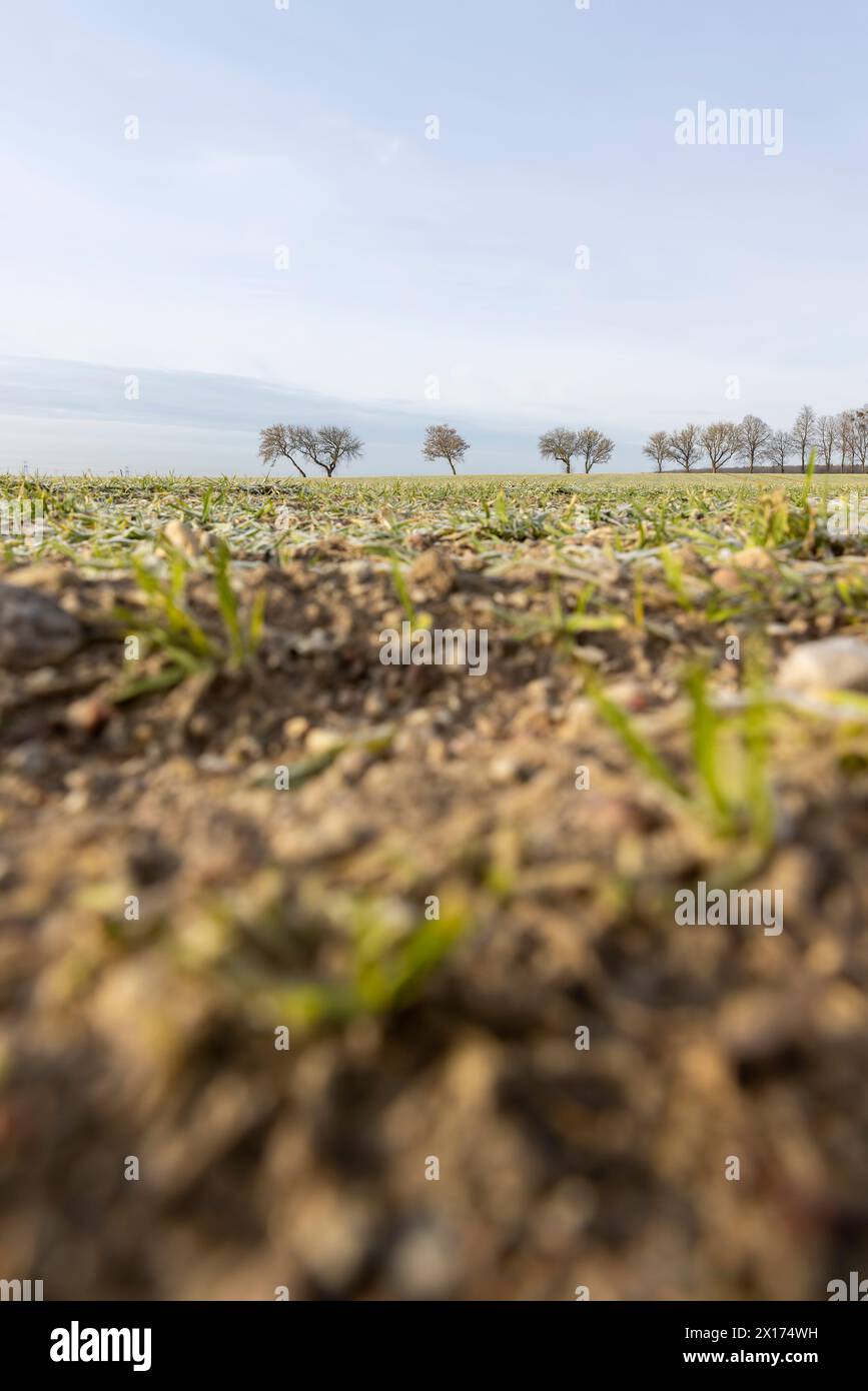 un champ avec des germes de blé recouverts de glace, blé d'hiver pendant les gelées Banque D'Images