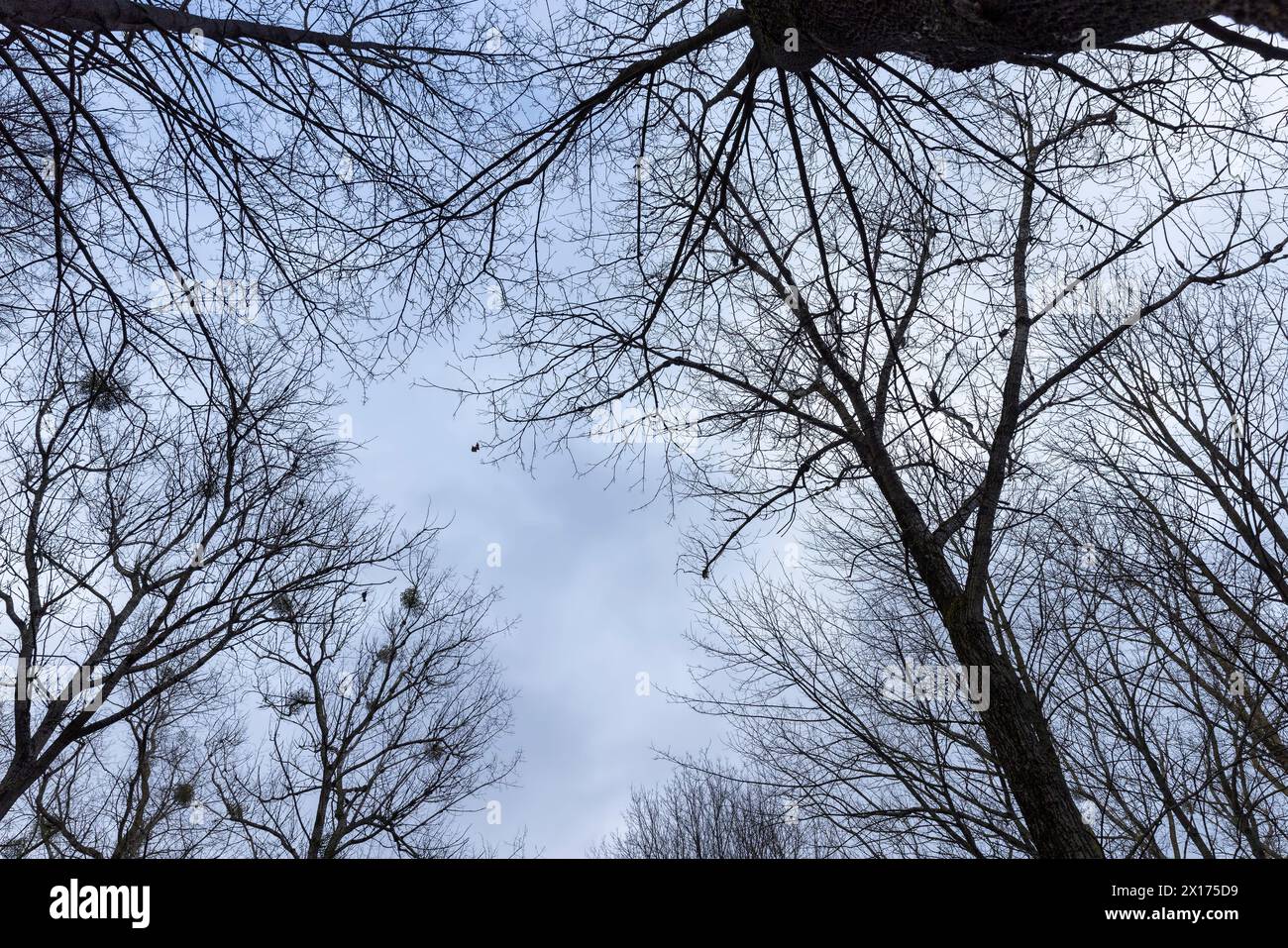 temps nuageux par temps venteux dans la forêt d'hiver, érables sans feuillage dans la saison d'hiver dans la forêt Banque D'Images