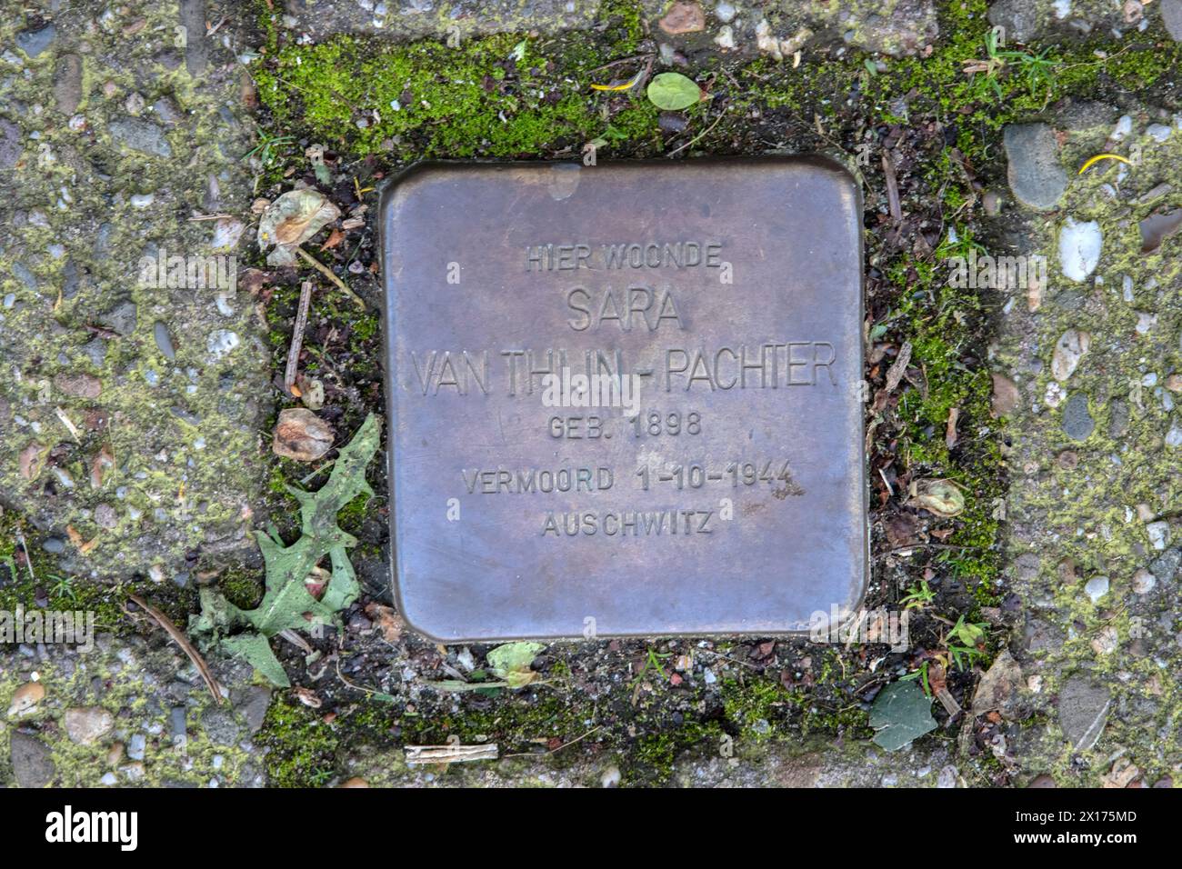 Stolperstein Memorial Stone de Sara Van Thijn-Pachter à Amsterdam aux pays-Bas 21-3-2024 Banque D'Images