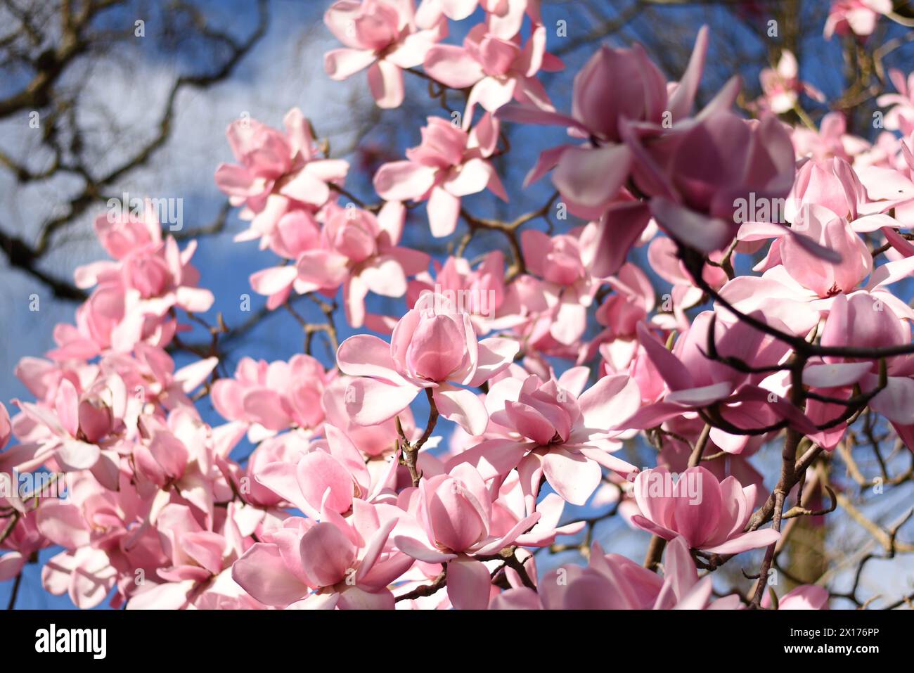 Fleurs de magnolia rose florissantes Banque D'Images