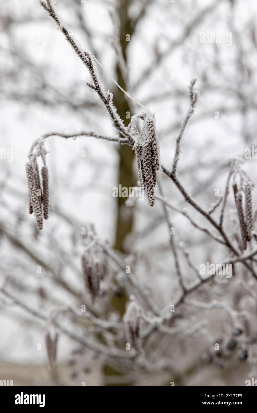 branches et cônes couverts de gel et chatons de l'aulne, aulne à feuilles caduques sans feuillage au début du printemps après les gelées Banque D'Images