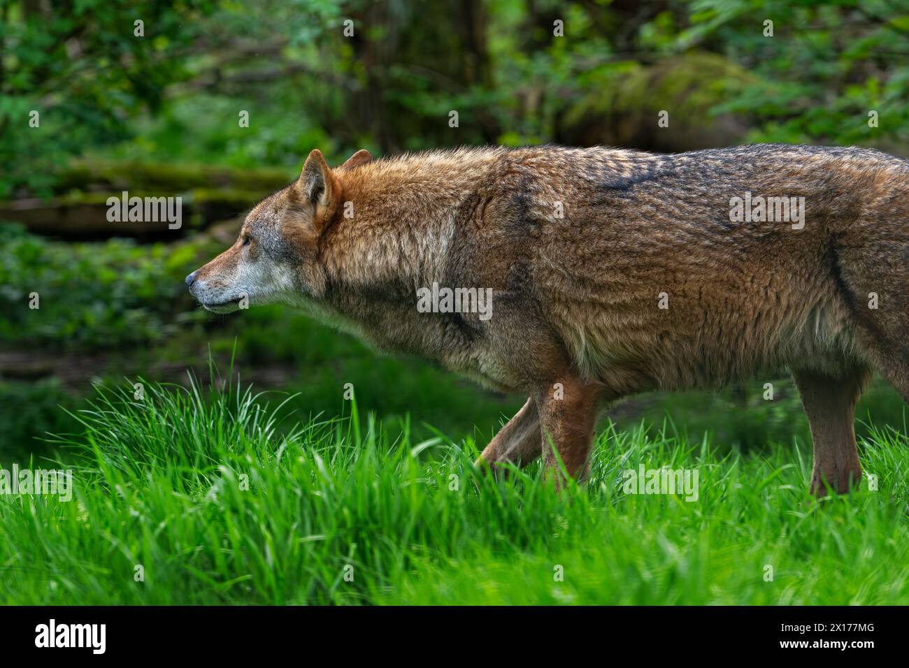 Loup eurasien solitaire / loup gris (Canis lupus lupus) chassant en forêt Banque D'Images