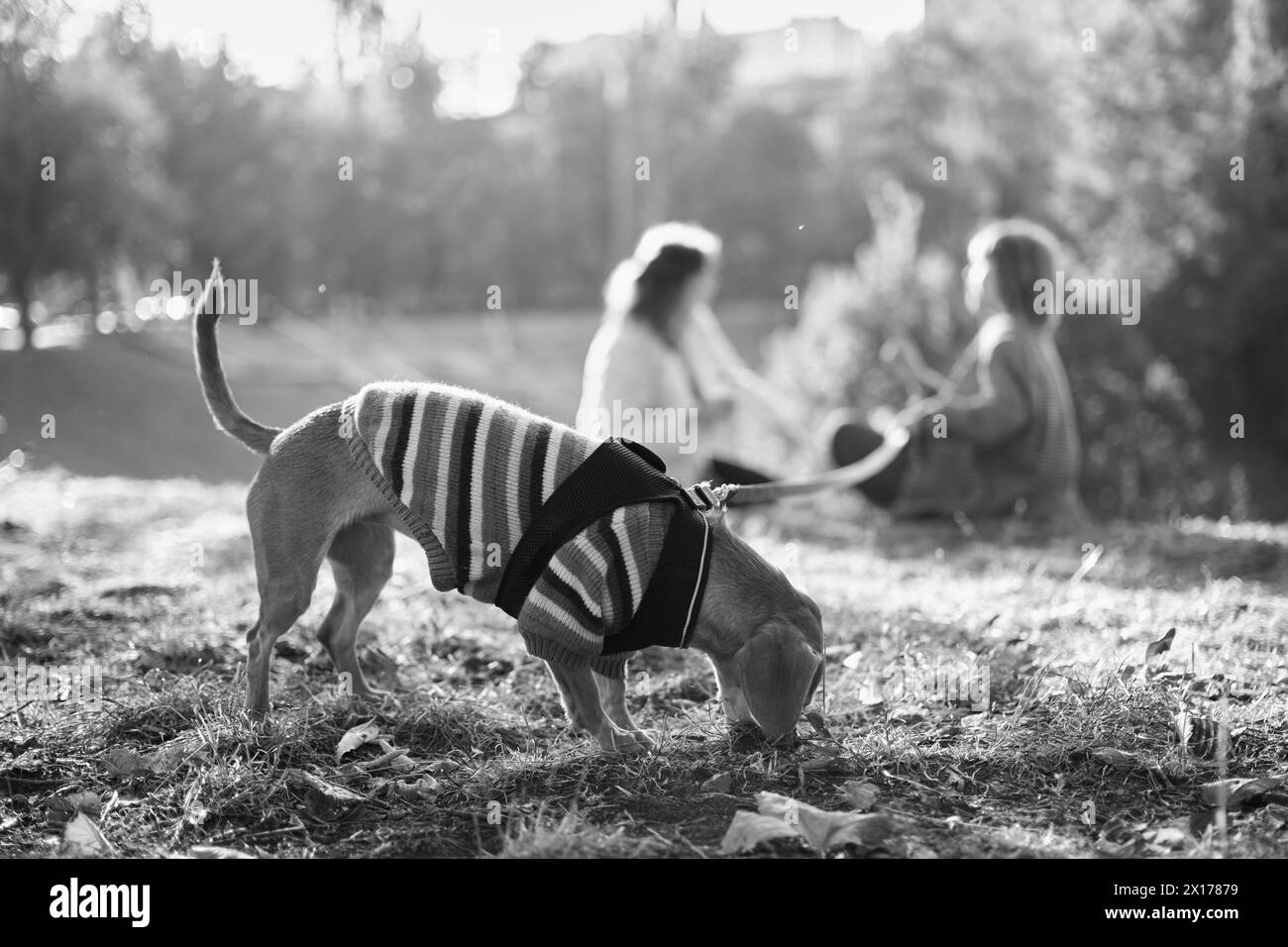 Chien dans le parc en laisse avec deux amis sur le fond. Automne, printemps, beau soleil du soir, les gens communiquant tout en jouant au chien. Photo de haute qualité Banque D'Images