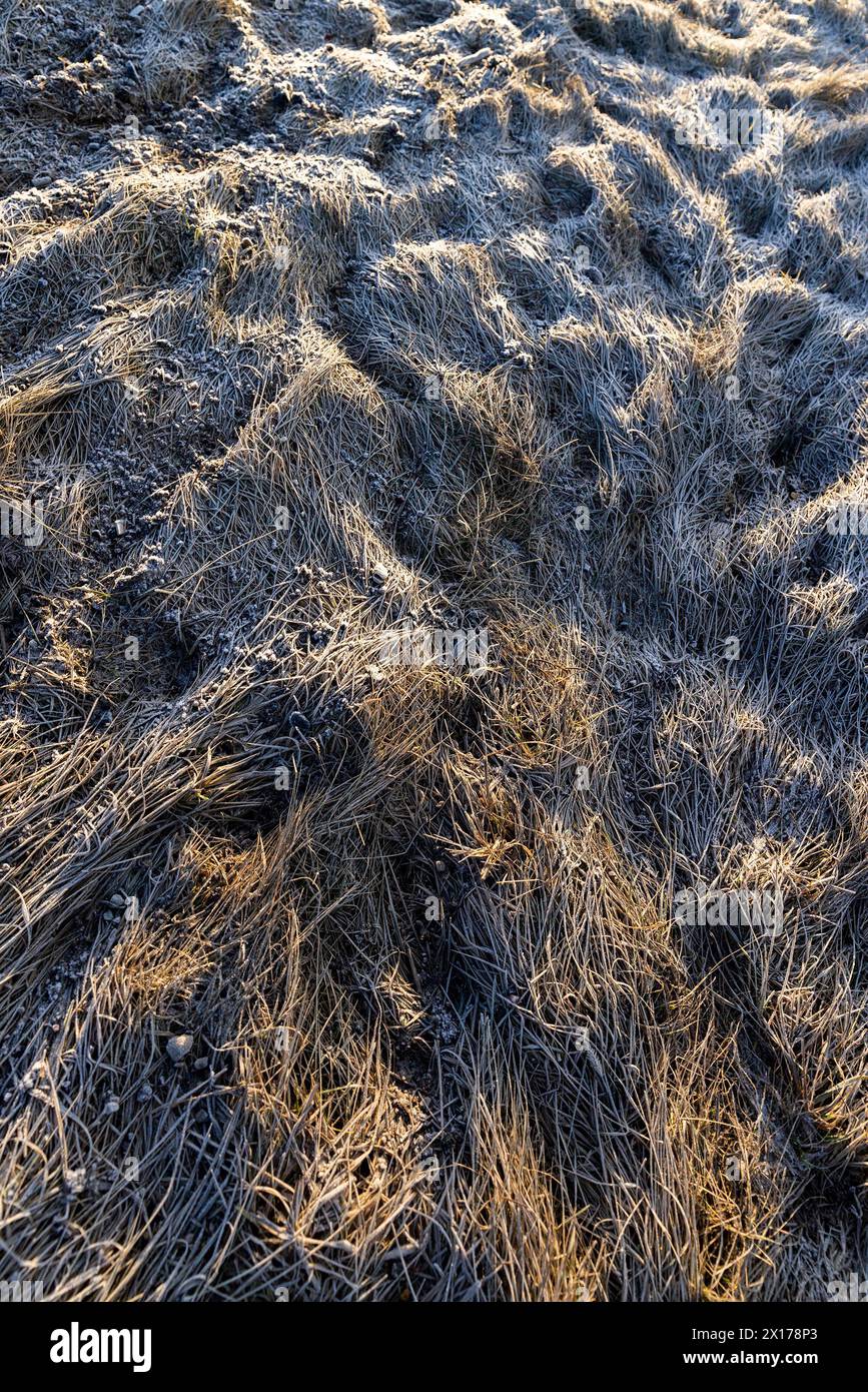 l'herbe couverte de glace et de gel en hiver, le champ avec de l'herbe d'hiver gelée le matin Banque D'Images