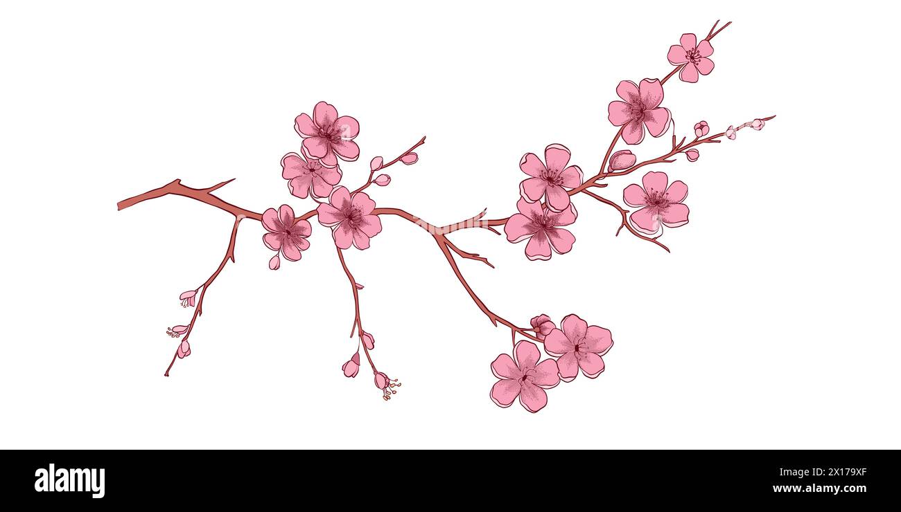 Bouquet de fleurs florissantes de cerisier sakura printanier. Pétales roses réalistes isolés, fleurs, branches, feuilles ensemble de vecteurs. Conception de l'arbre de printemps illustration Illustration de Vecteur