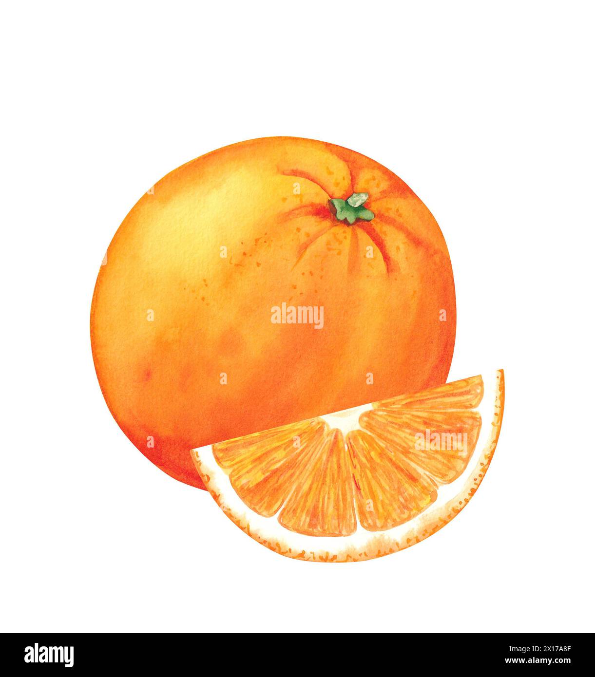 Aquarelle orange et fruits orange tranchés. Illustration dessinée à la main isolée sur un fond blanc. Banque D'Images