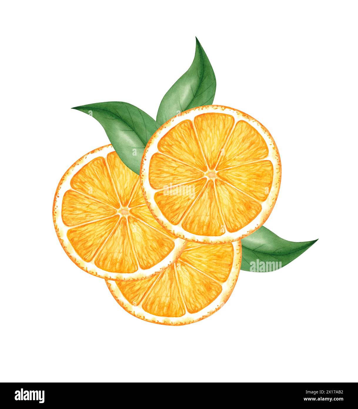 Fruits orange en tranches et feuilles. Aquarelle illustration dessinée à la main. Banque D'Images