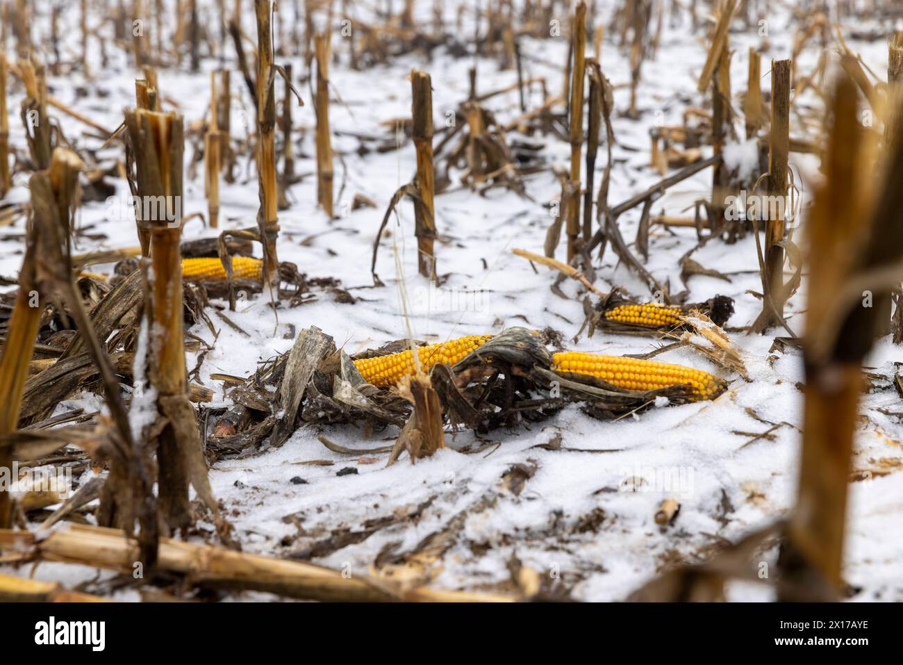 Un champ de maïs enneigé en hiver, le maïs se trouve dans la neige après la récolte et les chutes de neige Banque D'Images
