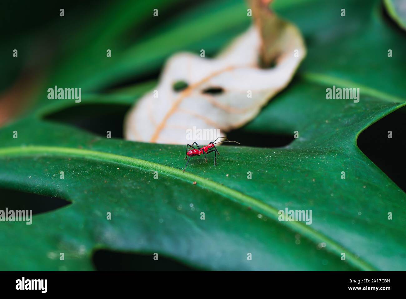 Une fourmi rouge éclatante explorant la surface d'une feuille verte dans la forêt Banque D'Images