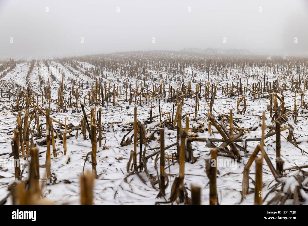Un champ de maïs enneigé en hiver, le maïs se trouve dans la neige après la récolte et les chutes de neige Banque D'Images