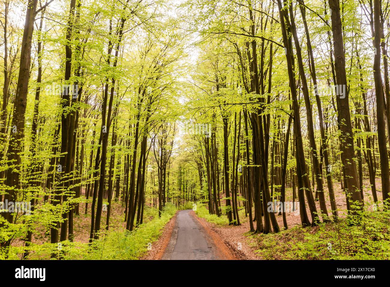 Beau paysage de forêt printanière, feuilles vertes fraîches sur les arbres, printemps dans la forêt décidue. Banque D'Images