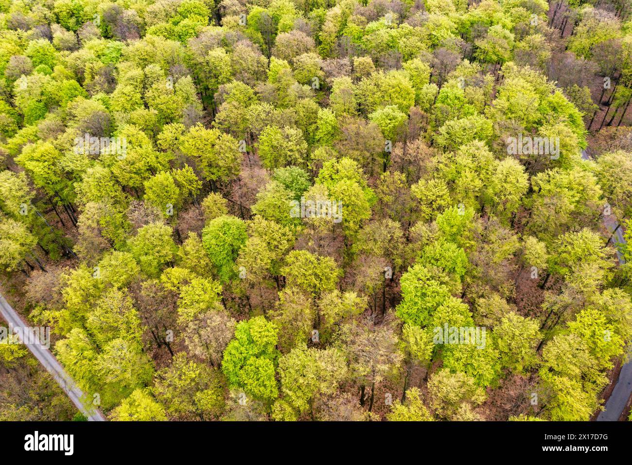 Beau paysage de forêt printanière, feuilles vertes fraîches sur les arbres au printemps, vue depuis le drone. Banque D'Images