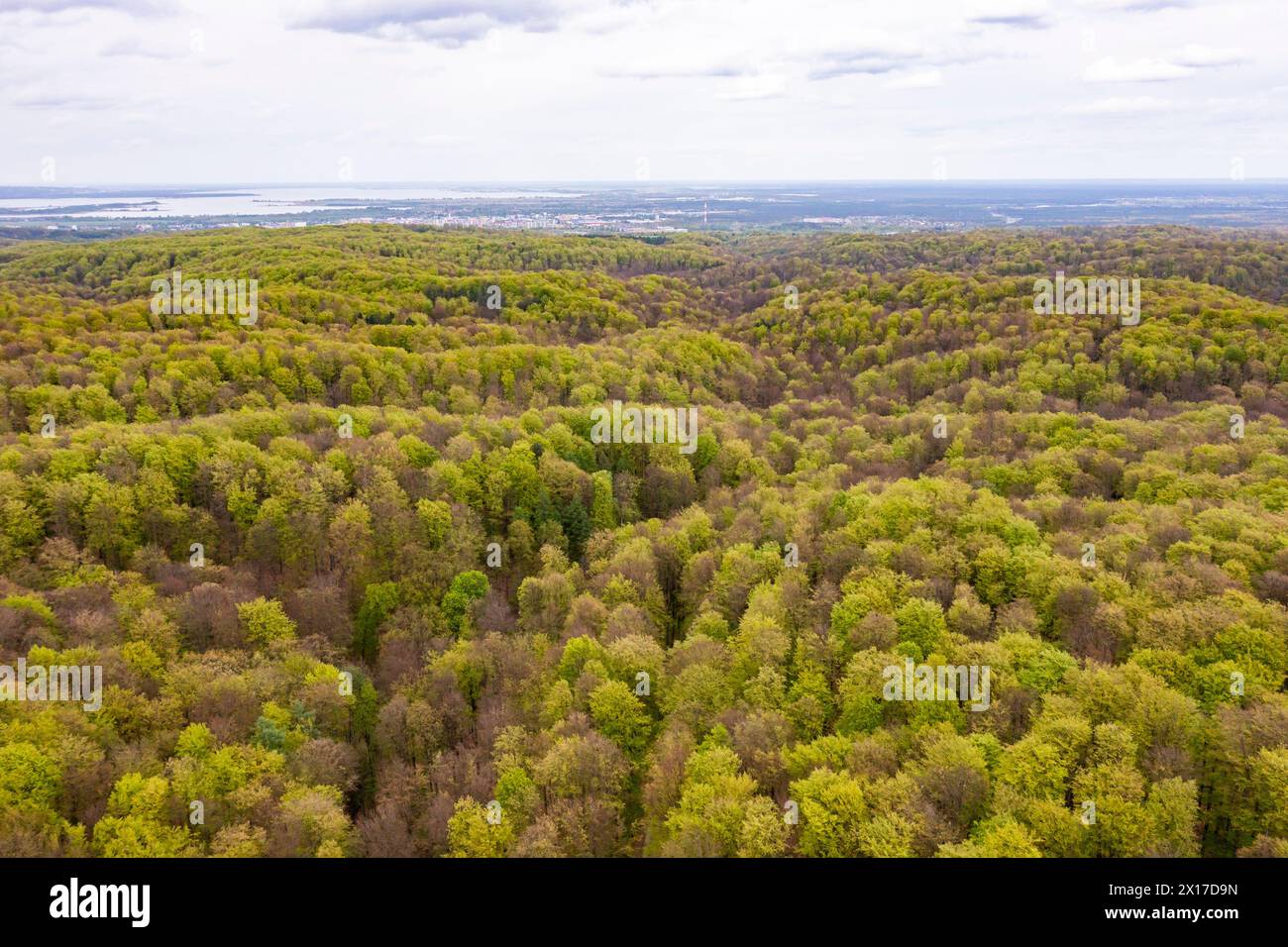 Beau paysage de forêt printanière, feuilles vertes fraîches sur les arbres au printemps, vue depuis le drone. Banque D'Images