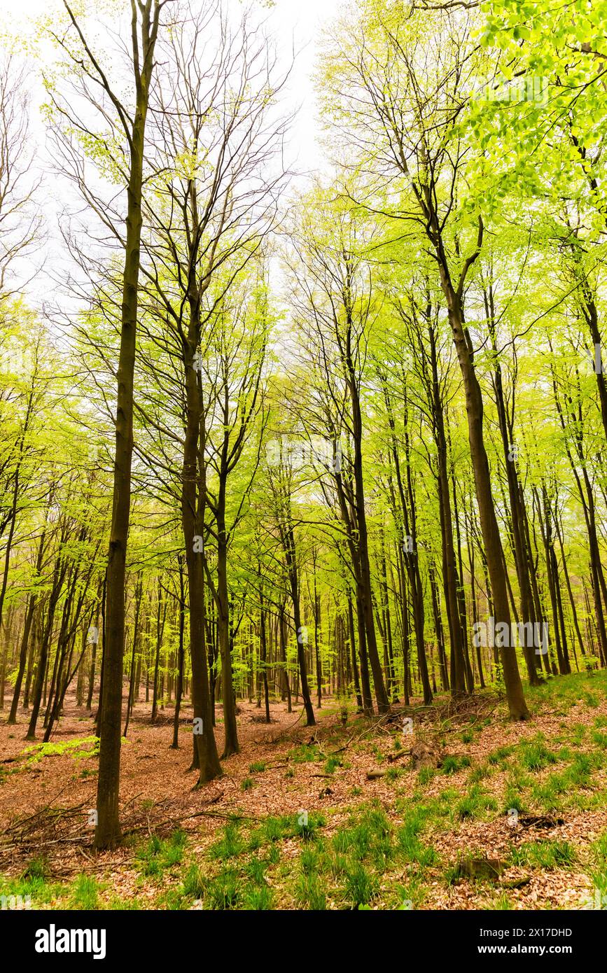 Beau paysage de forêt printanière, feuilles vertes fraîches sur les arbres, printemps dans la forêt décidue. Banque D'Images