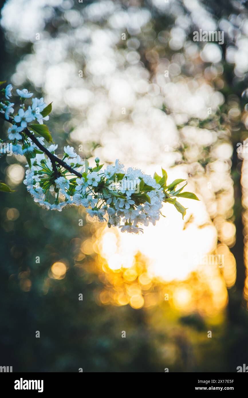 Blooming cherry tree Banque D'Images