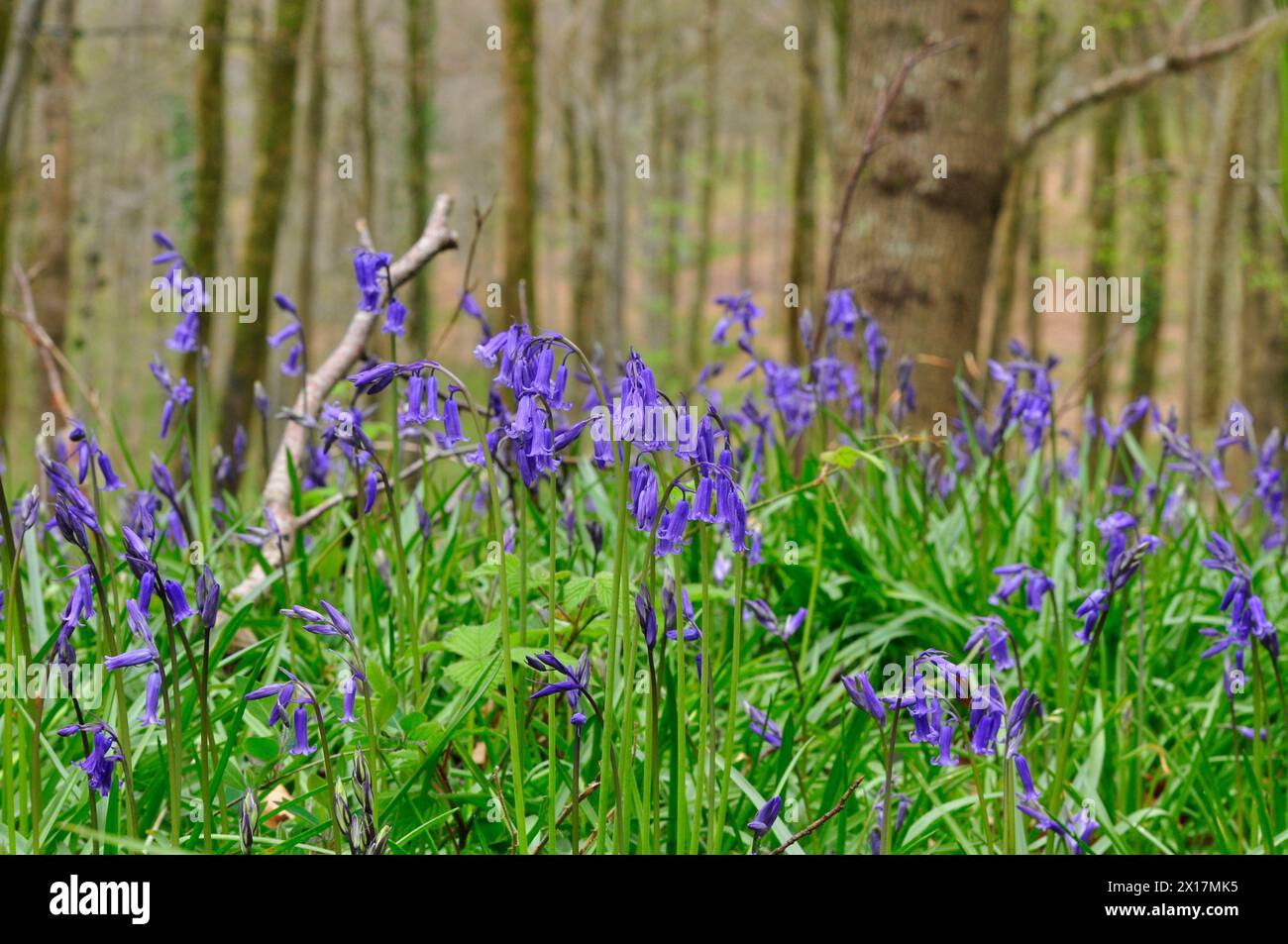 Bluebells 'Hyacinthoides non-scripta' sur une rive dans un bois, composé principalement de frênes, près de Frome dans le Somerset Banque D'Images