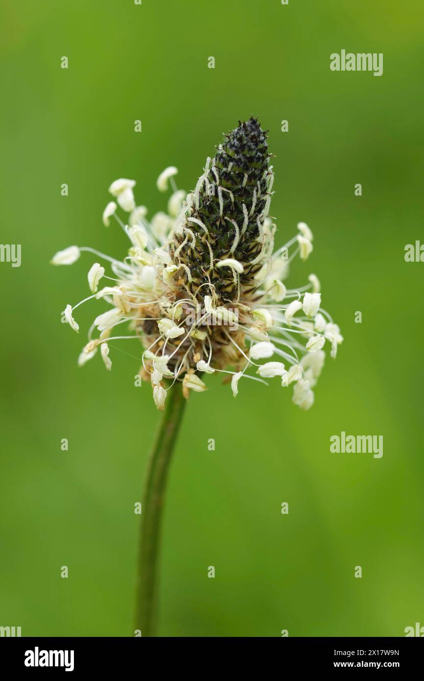 Naturel vertical gros plan sur la fleur sauvage blanche de planture plantain, Plantago lanceolata Banque D'Images