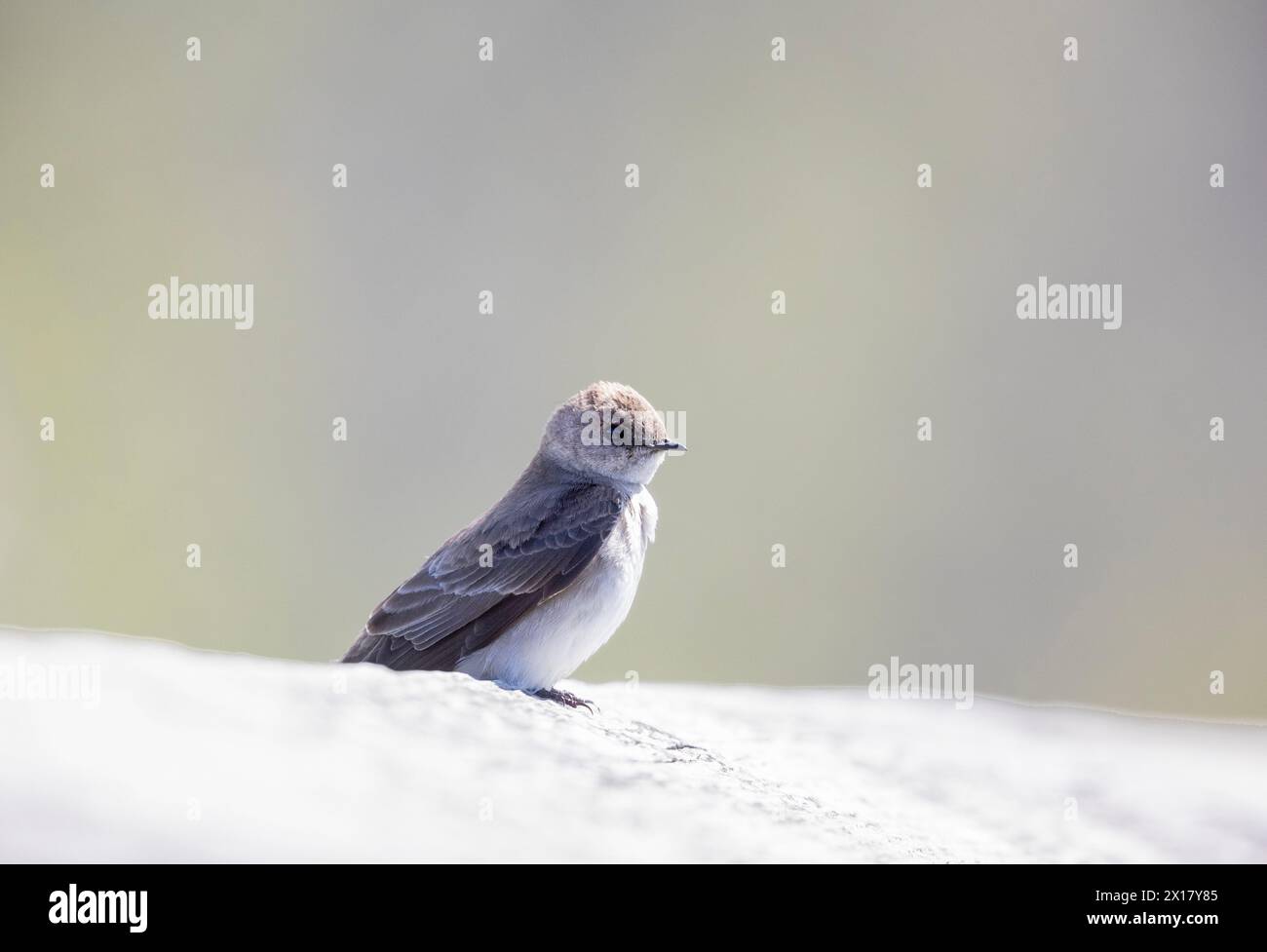 Swallow à ailes nord rugueuse Banque D'Images