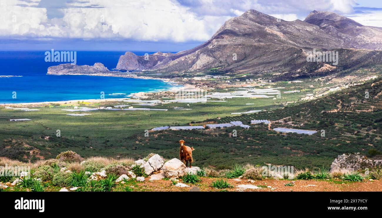 Voyage Grèce . Paysage pittoresque de l'île de Crète. montagnes rocheuses, plages sauvages et chèvres de pâturage Banque D'Images