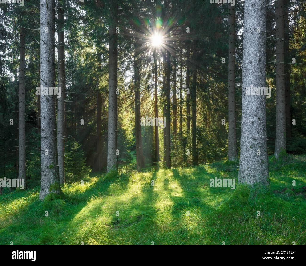 Forêt ensoleillée d'épinettes, soleil brille à travers les arbres, forêt de Thuringe, Thuringe, Allemagne Banque D'Images