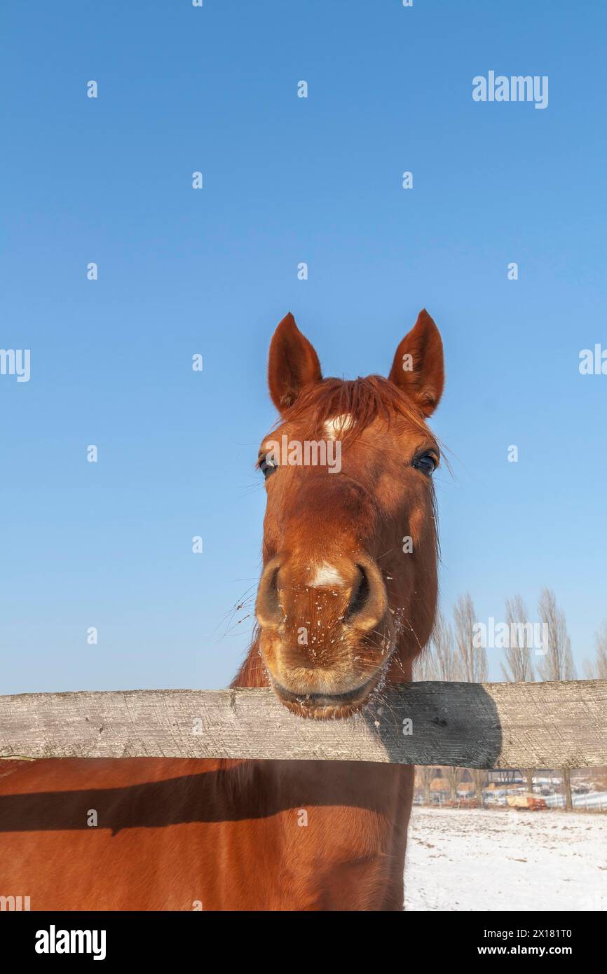 Un cheval brun regarde au-dessus d'une clôture en bois, le fond est un ciel bleu hivernal Banque D'Images