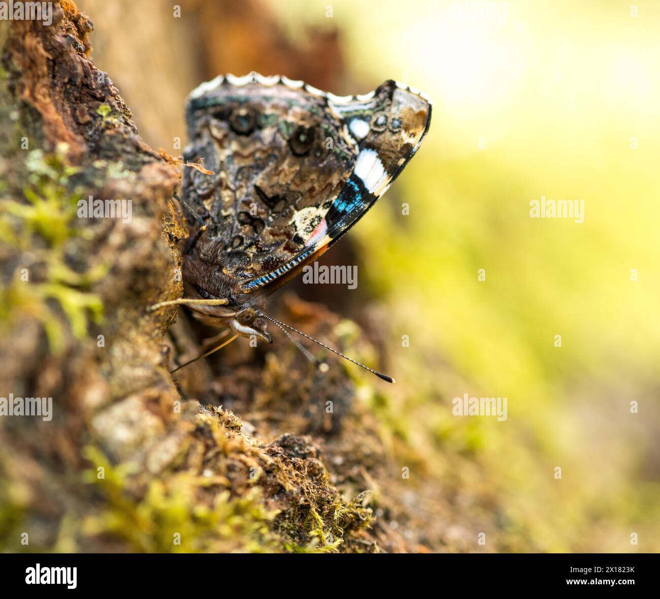 Amiral rouge (Vanessa atalanta) (syn. : Pyrameis atalanta), papillon adulte aux ailes fermées et à la face inférieure multicolore des ailes assis sur un arbre Banque D'Images