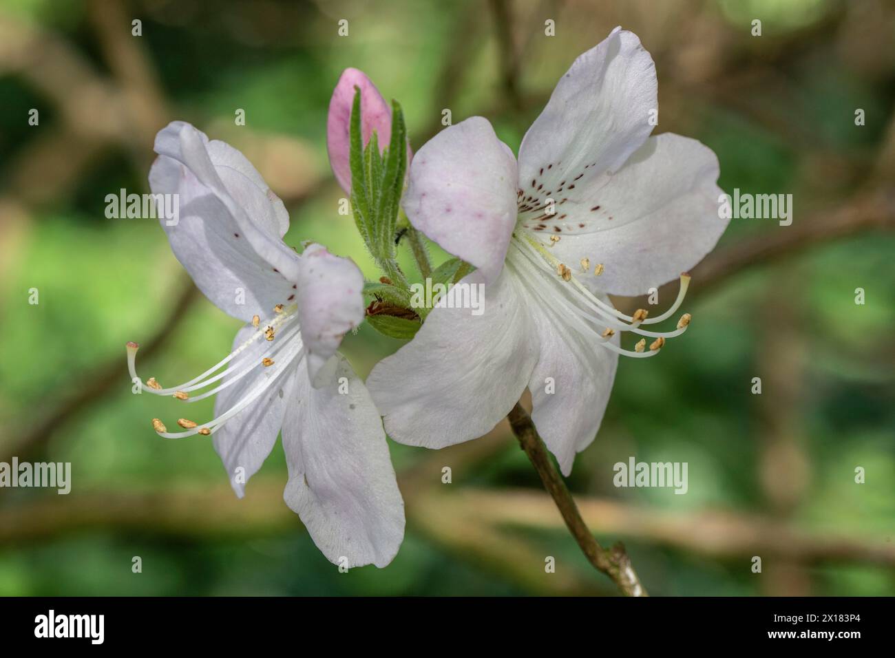 Fleur d'azalée (Rhododendron schlippenbachii), Emsland, basse-Saxe, Allemagne Banque D'Images Fleur d'azalée (Rhododendron schlippenbachii), Emsland, basse-Saxe, Allemagne Banque D'Images