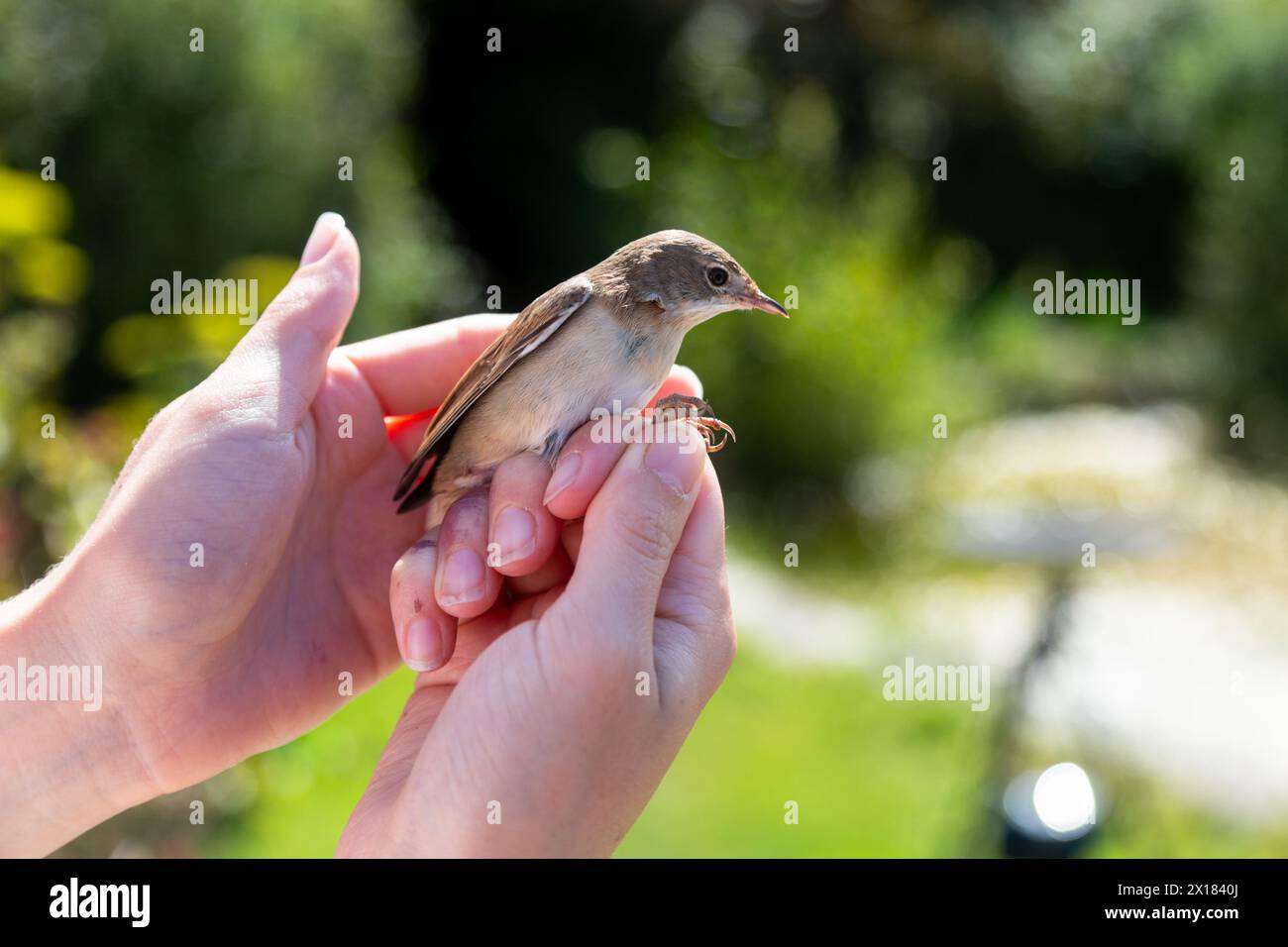 Petit oiseau britannique dans la main d'une sonnerie d'oiseau, Royaume-Uni Banque D'Images