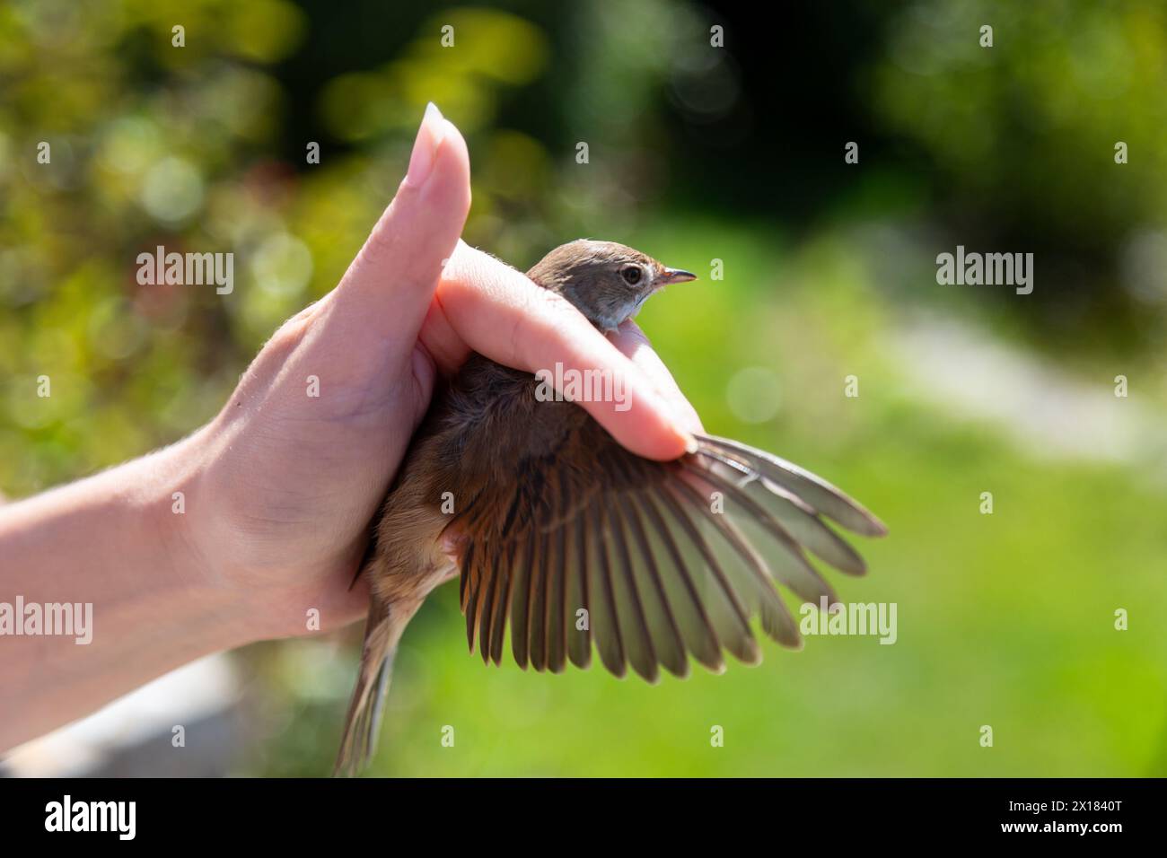 Petit oiseau britannique dans la main d'une sonnerie d'oiseau, Royaume-Uni Banque D'Images