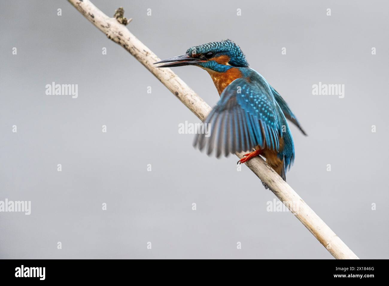 Common kingfisher (Alcedo atthis), Emsland, Basse-Saxe, Allemagne Banque D'Images