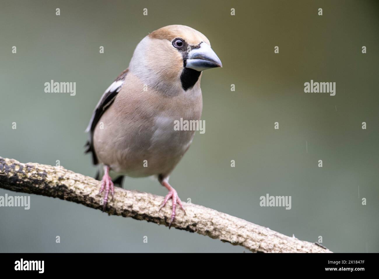 (Coccothraustes coccothraustes Hawfinch), de l'Ems, Basse-Saxe, Allemagne Banque D'Images