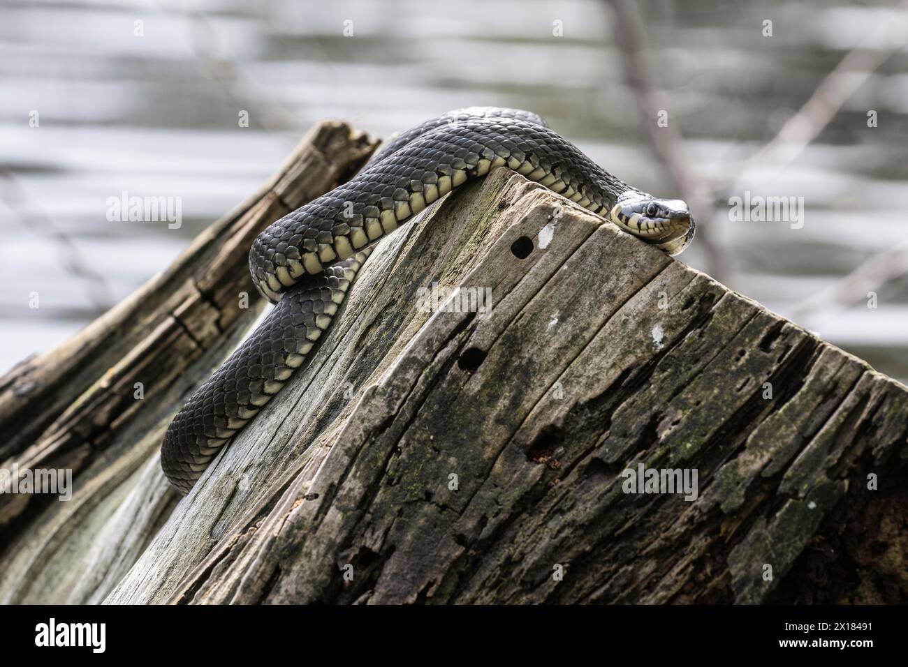 Serpent graminé (Natrix natrix), Emsland, Basse-Saxe, Allemagne Banque D'Images