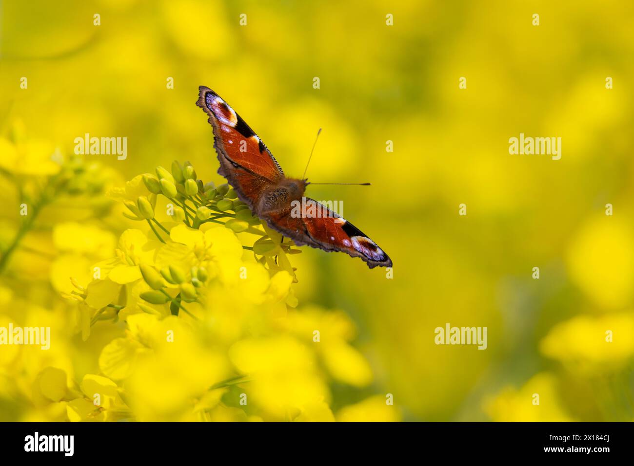 Un papillon paon assis sur une fleur de colza dans un champ de colza près de Francfort-sur-le-main, Francfort-sur-le-main, Hesse, Allemagne Banque D'Images