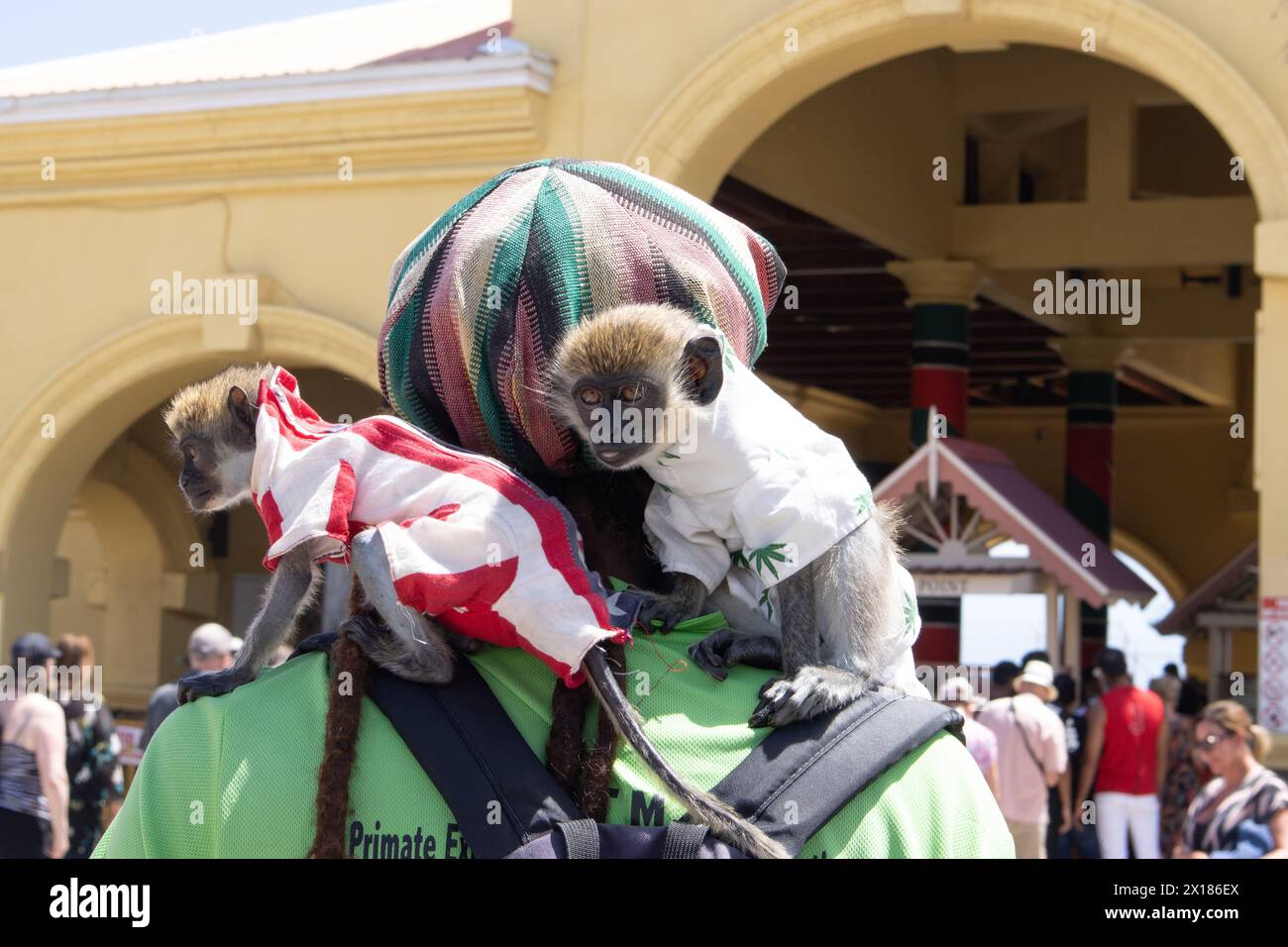 Manieur de singe avec paire de singes Vervet à Port Zante, Basseterre, St Kitts, Caraïbes Banque D'Images