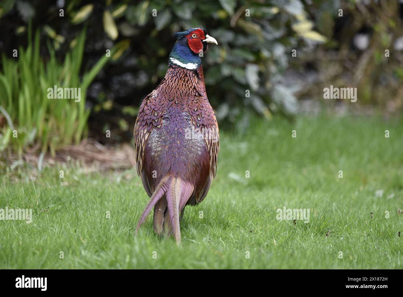 Image en gros plan d'un faisan commun mâle (Phasianus colchicus) avec dos à la caméra et tête tournée vers la droite, marchant loin sur l'herbe, prise en avril, Royaume-Uni Banque D'Images