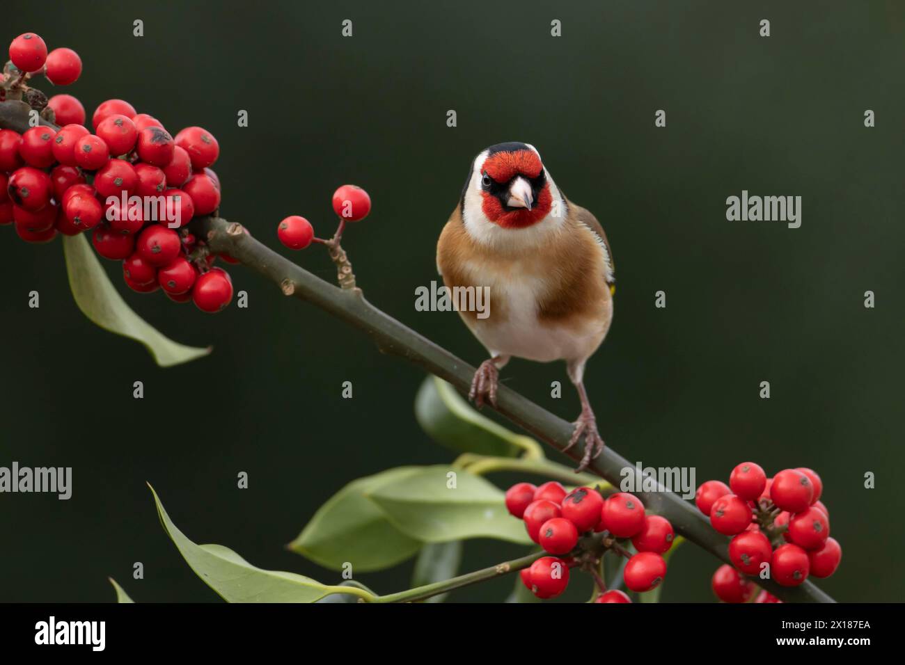 Orfèvre d'Europe (Carduelis carduelis) oiseau adulte sur une branche de houx avec des baies rouges en hiver, Angleterre, Royaume-Uni Banque D'Images