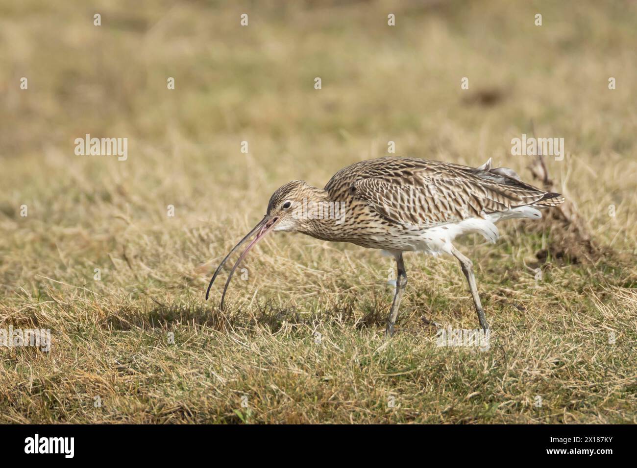 Courlis eurasien (Numenius arquata) oiseau adulte se nourrissant d'un ver dans les prairies, Angleterre, Royaume-Uni Banque D'Images