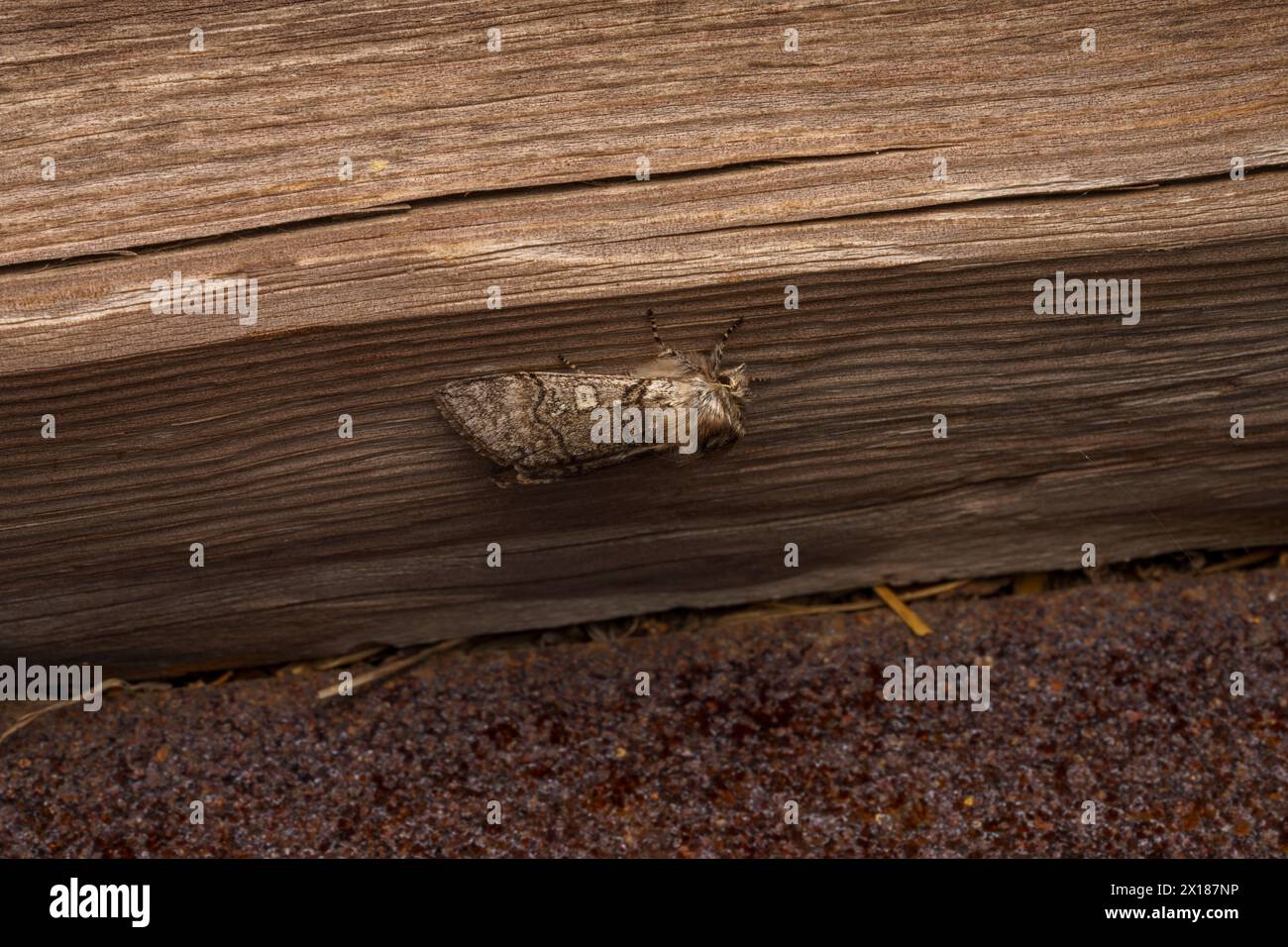 Achlya flavicornis Family Drepanidae genus Achlya jaune Corned Moth nature sauvage photographie d'insectes, image, papier peint Banque D'Images
