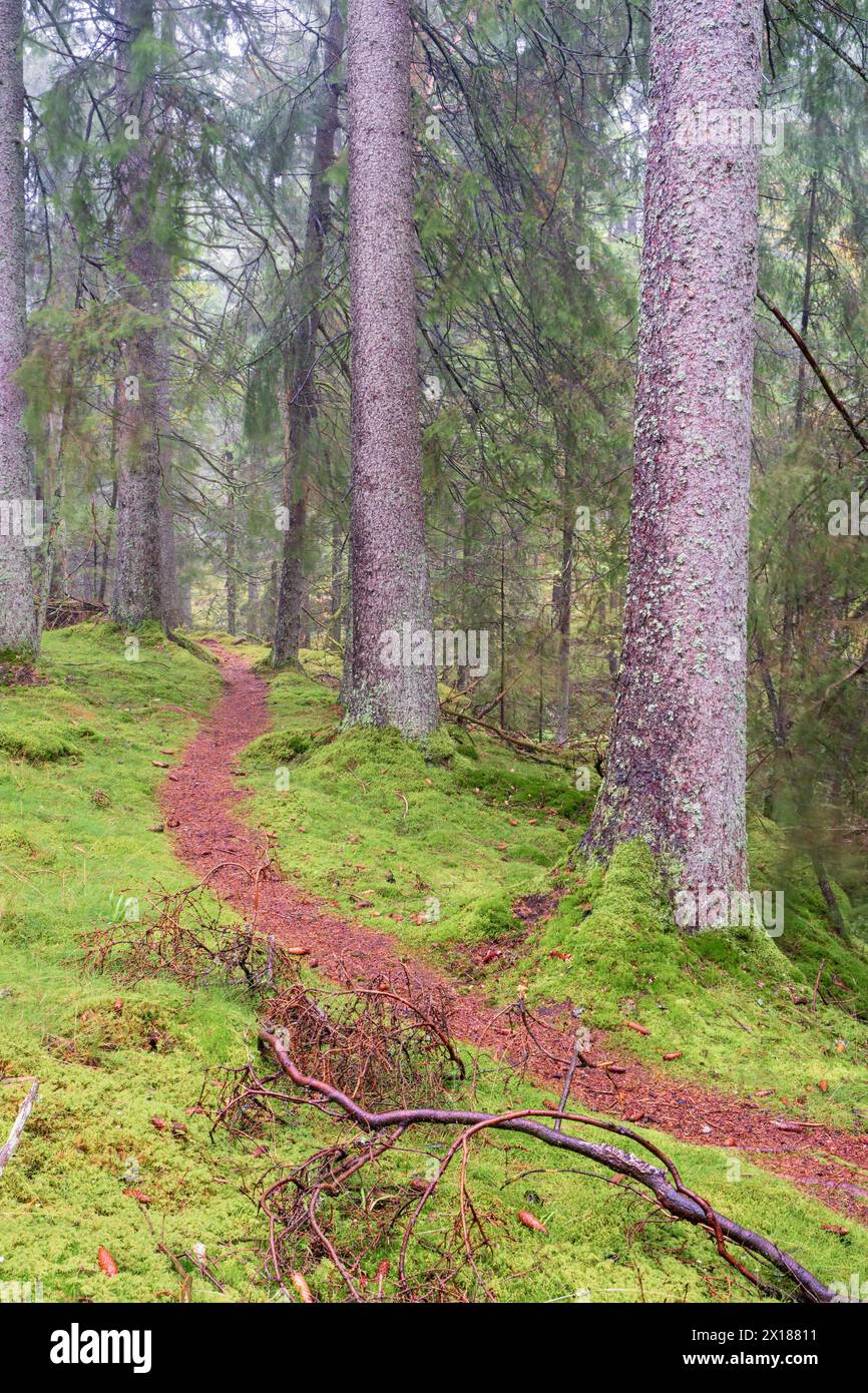 Chemin sinueux dans une forêt d'épicéas avec de la mousse verte sur le sol Banque D'Images