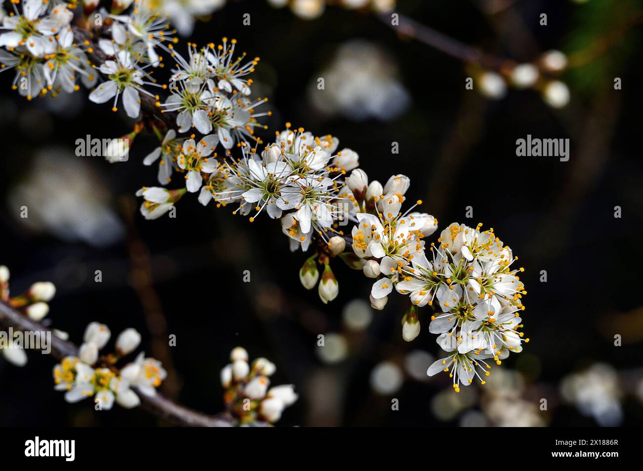 Brindille fleurie, épine noire (Prunus spinosa), aussi épine noire, Allgaeu, Souabe, Bavière, Allemagne Banque D'Images