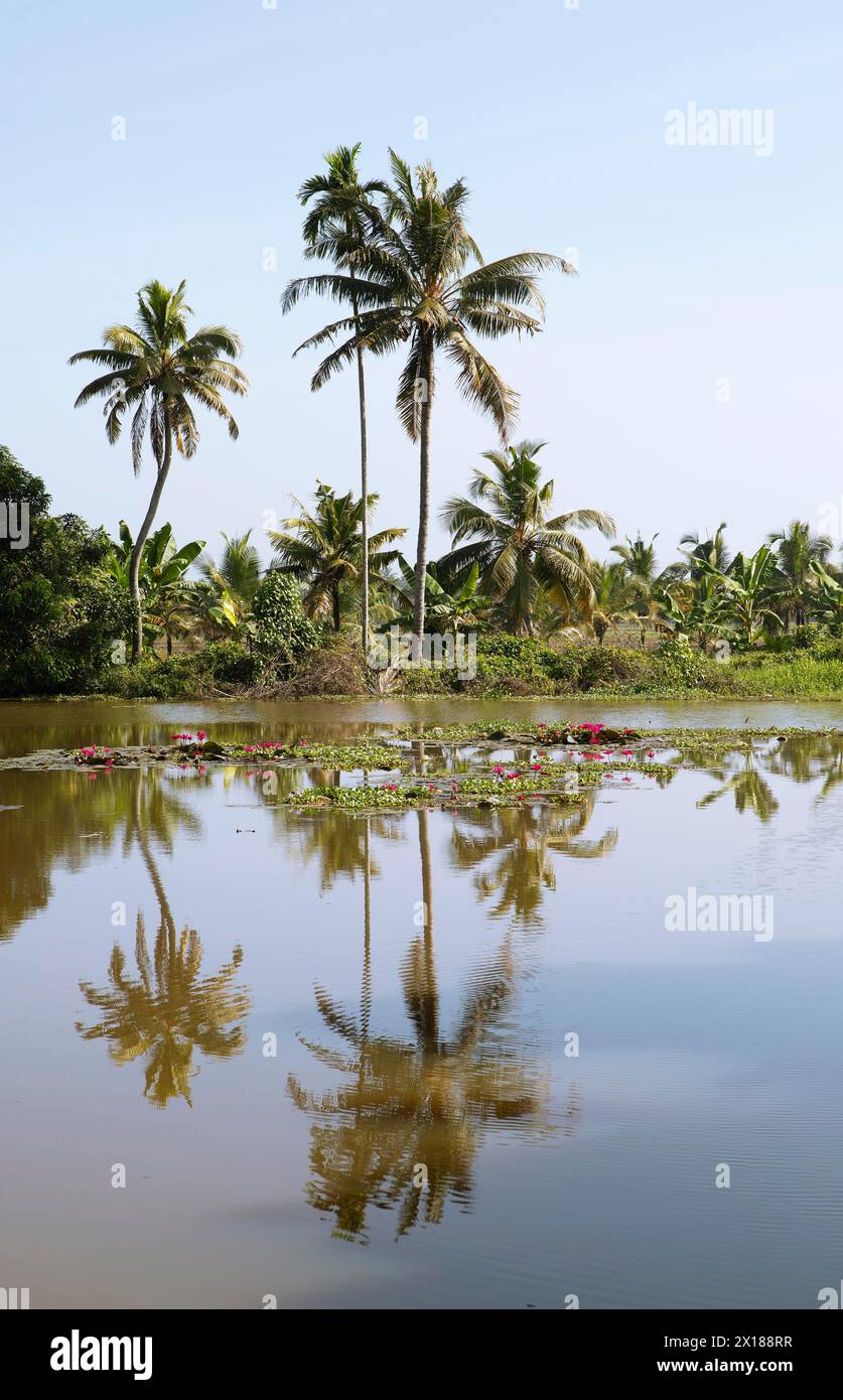 Paysage fluvial avec des palmiers dans le système de canaux des backwaters, Kerala, Inde Banque D'Images