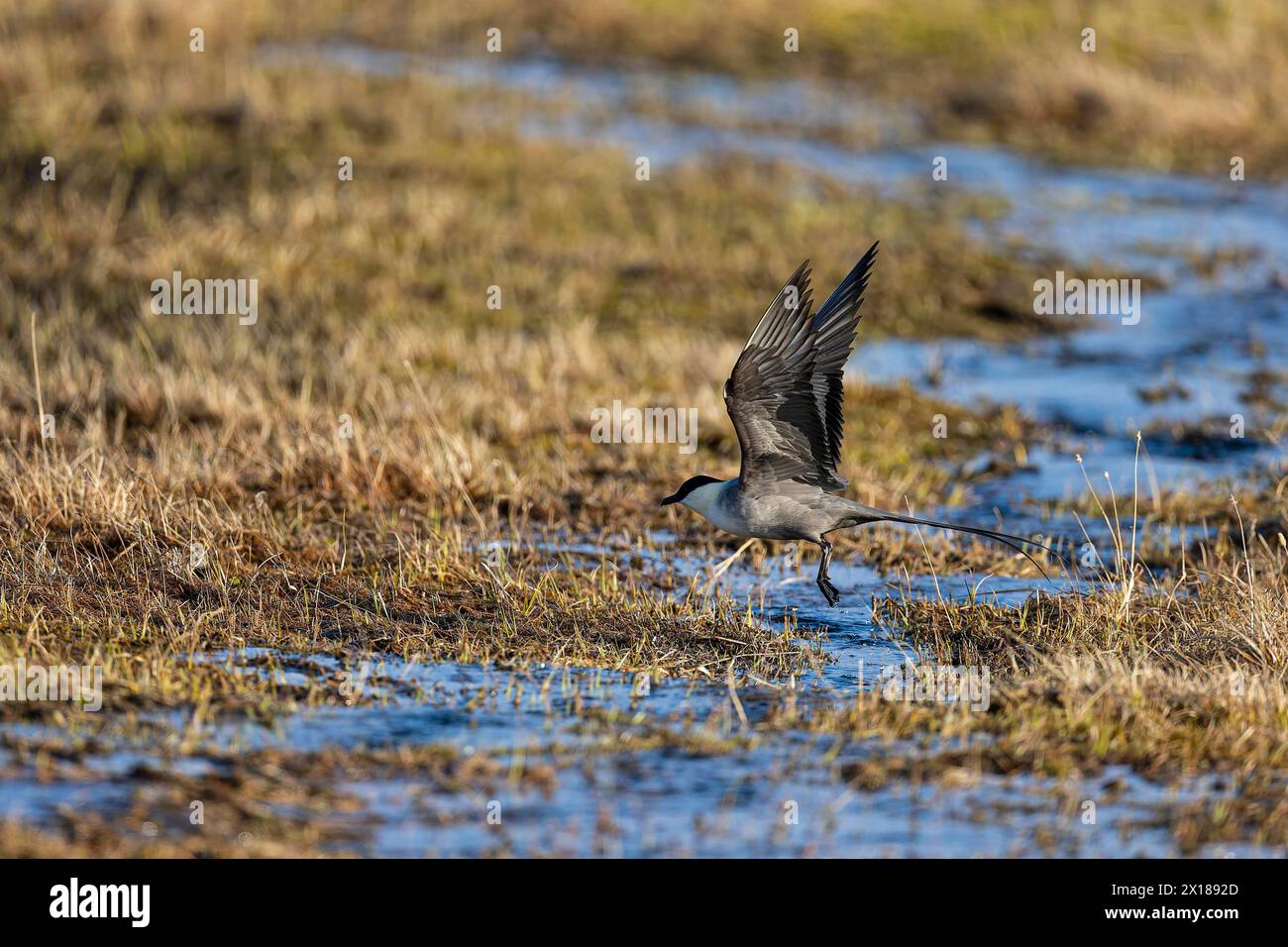 jaeger à longue queue (Stercorarius longicaudus), oiseau adulte dans un paysage de tourbières, Varanger, Finnmark, Norvège Banque D'Images