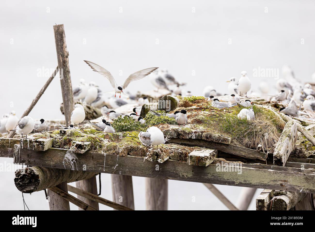 Sterne arctique (Sterna paradisaea) en vol au-dessus d'une petite colonie sur un radeau de nidification artificiel, avec un kittiwake (Rissa tridactyla) entre les deux, Varanger Banque D'Images Sterne arctique (Sterna paradisaea) en vol au-dessus d'une petite colonie sur un radeau de nidification artificiel, avec un kittiwake (Rissa tridactyla) entre les deux, Varanger Banque D'Images