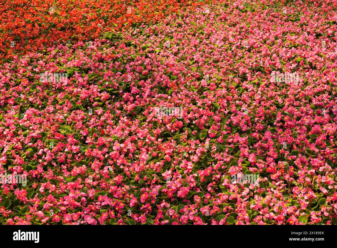 Fleurs de bégonia rose et rouge serrées poussant dans des contenants à l'intérieur de la serre au printemps, Québec, Canada Banque D'Images