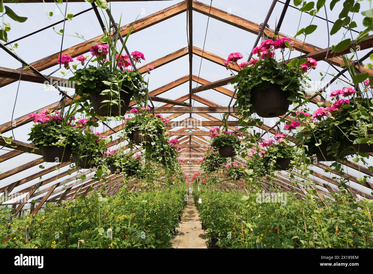 Pélargonium rose, géraniums dans des paniers suspendus et Solanum lycopersicum, plants de tomates cerises cultivés dans des récipients à l'intérieur de la serre au printemps Banque D'Images