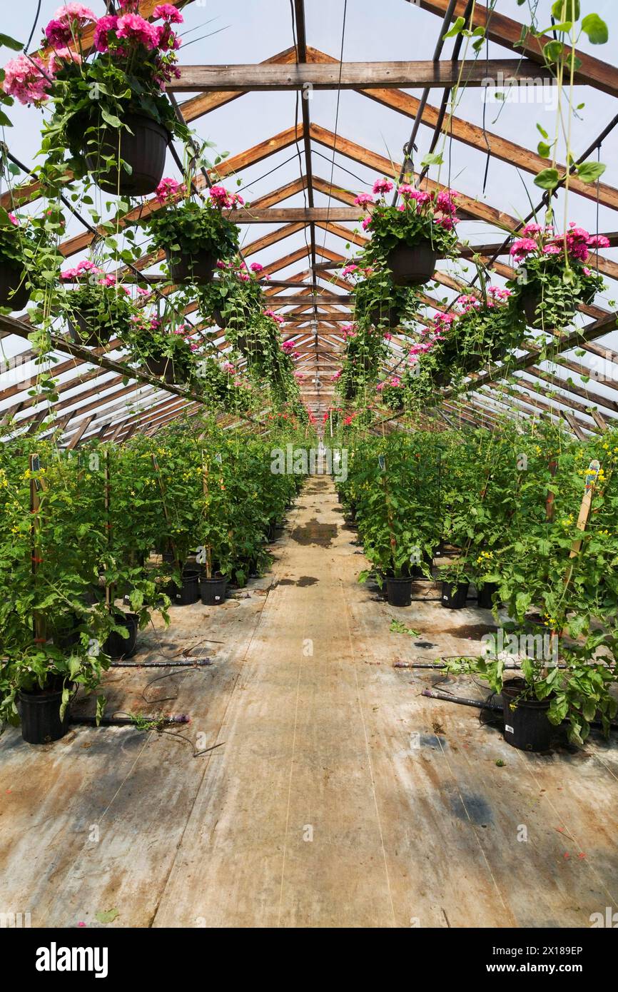 Pélargonium rose, géraniums dans des paniers suspendus et Solanum lycopersicum, plants de tomates cerises dans des contenants à l'intérieur de la serre au printemps, Québec Banque D'Images