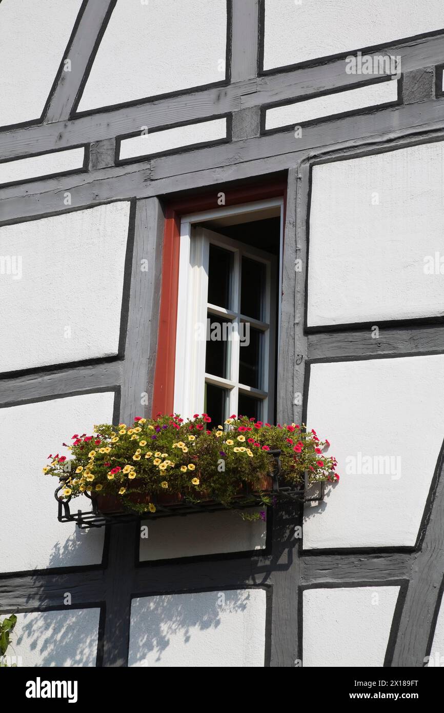 Fenêtre ouverte décorée d'un panier de fleurs de pétunias jaune et rouge sur une maison à colombages dans la ville de Bad Wimpfen, Allemagne Banque D'Images