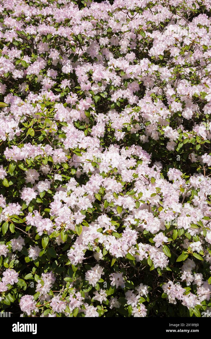 Gros plan du Rhododendron à fleurs blanches et mauves, arbuste azalée au printemps, Québec, Canada Banque D'Images