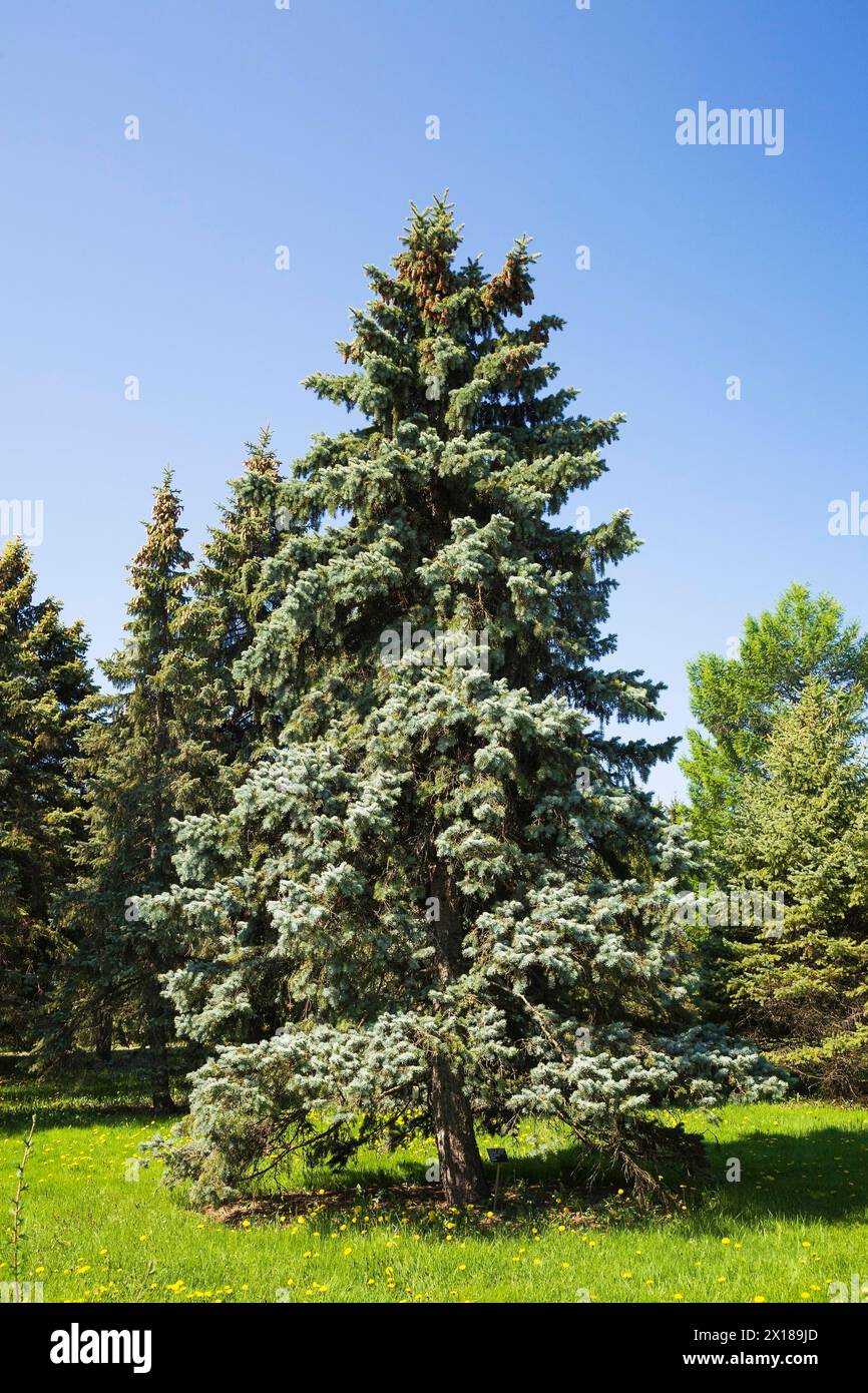 Picea pungens 'Bakeri', épinette du Colorado au printemps, Montréal, jardin botanique, Québec, Canada Banque D'Images