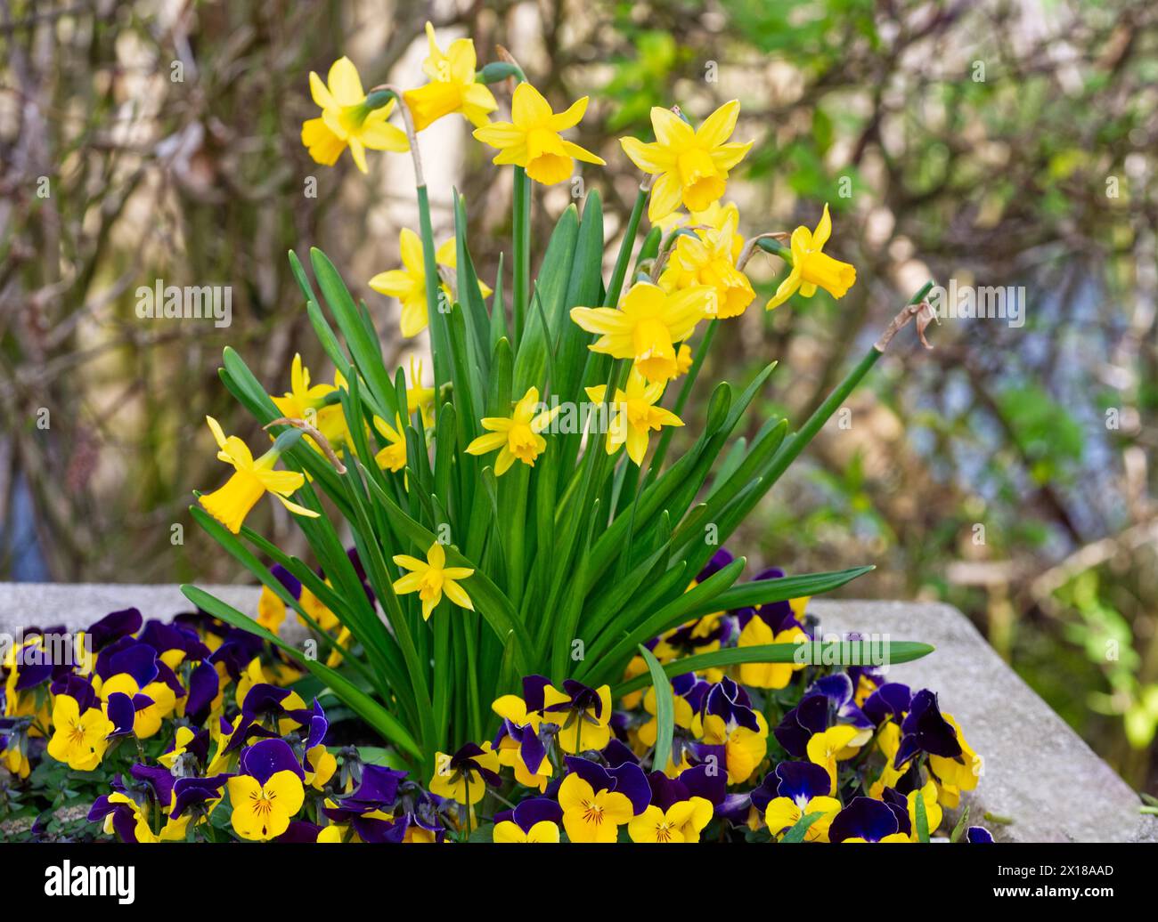 Jonquilles (Narcissus pseudonarcissus) et pansies (Viola tricolor) Banque D'Images